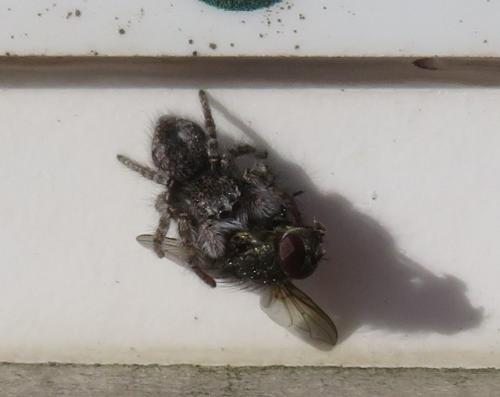 Philaeus chrysops